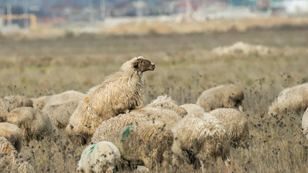 Внутренние перевозки: автобусы и такси по республике